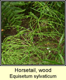 Horsetail,wood (Scuab eich choille)