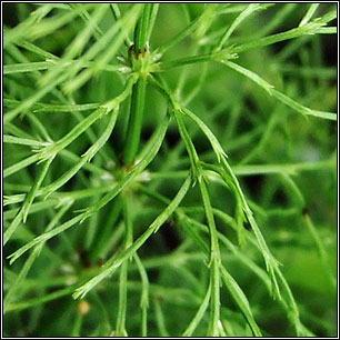 Wood Horsetail, Equisetum sylvaticum