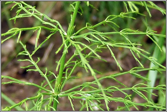 Wood Horsetail, Equisetum sylvaticum