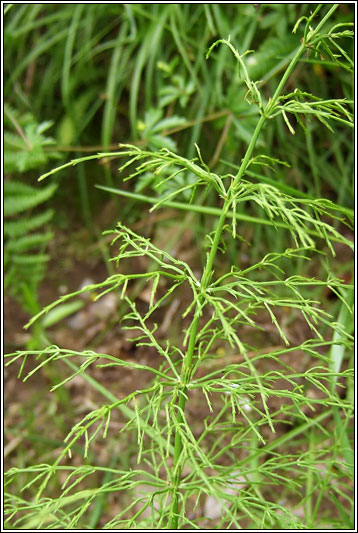 Wood Horsetail, Equisetum sylvaticum