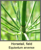 Horsetail,field (Scuab eich ghoirt)