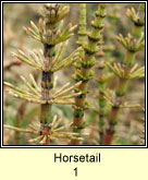 Horsetail 1