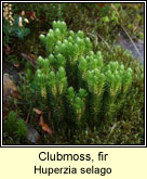 Clubmoss,Fir (Aiteann Muire)