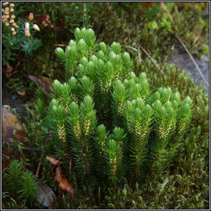 Fir Clubmoss, Huperzia selago