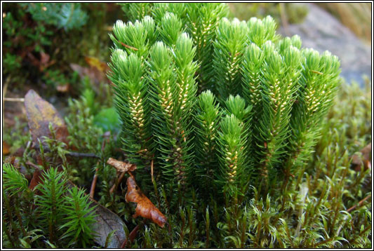 Fir Clubmoss, Huperzia selago