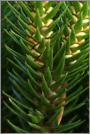 Fir Clubmoss, Huperzia selago