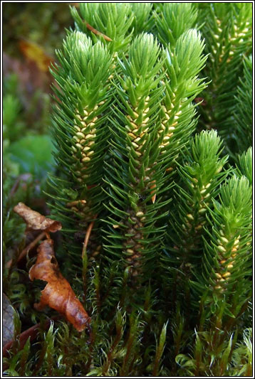 Fir Clubmoss, Huperzia selago