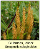 Clubmoss, lesser (Garbhgach bheag)