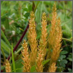 Lesser Clubmoss, Selaginella selaginoides