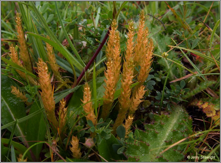 Lesser Clubmoss, Selaginella selaginoides