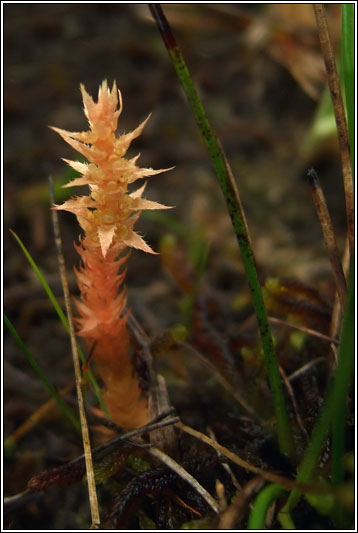 Lesser Clubmoss, Selaginella selaginoides