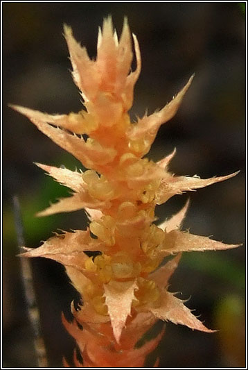 Lesser Clubmoss, Selaginella selaginoides