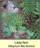 lady fern