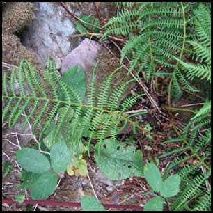 Lady-fern, Athyrium filix-femina