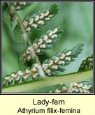 lady fern