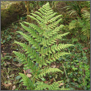 Broad Buckler-fern, Dryopteris dilatata