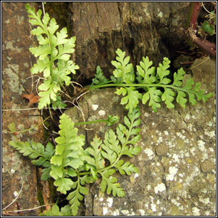 Black Spleenwort, Asplenium adiantum-nigrum