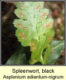 spleenwort,black