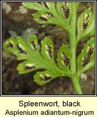 spleenwort,black