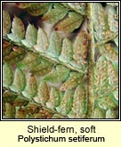 shield fern,soft