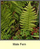 male fern