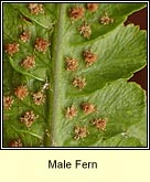 male fern