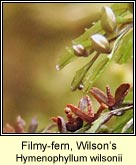 filmy-fern,wilsons