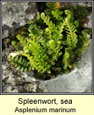 spleenwort,sea