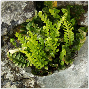 Sea Spleenwort, Asplenium marinum