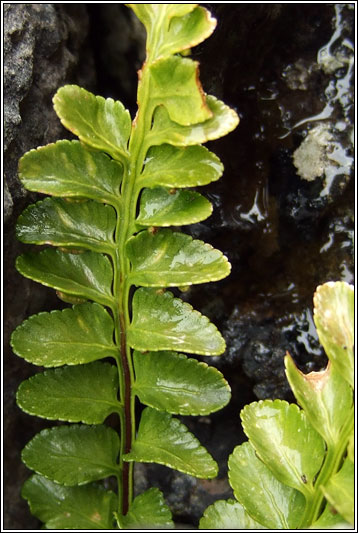 Sea Spleenwort, Asplenium marinum