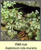 wall-rue