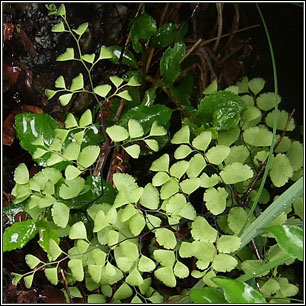 Maidenhair Fern, Adiantum capillus-veneris