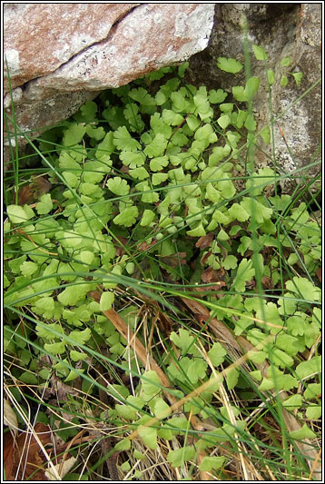 Maidenhair Fern, Adiantum capillis-veneris