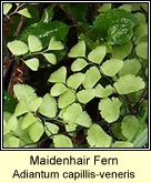 maidenhair fern