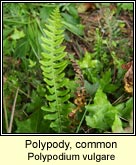 polypody,common