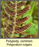 polypody,common