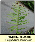 polypody,southern