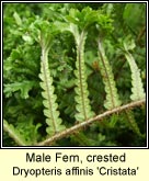 male fern,crested