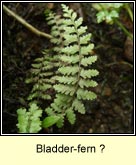 bladder-fern