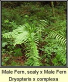 male fern,scaly x male fern