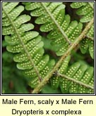 male fern,scaly x male fern