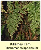 killarney fern