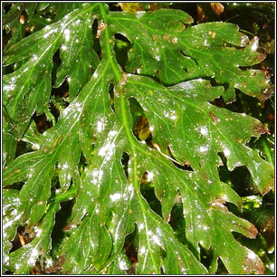 Killarney Fern, Trichomanes speciosum