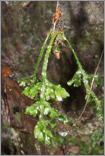 Killarney Fern, Trichomanes speciosum