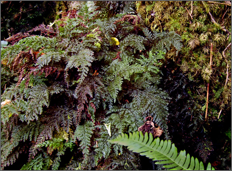 Killarney Fern, Trichomanes speciosum