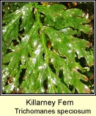 killarney fern