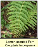 lemon-scented fern