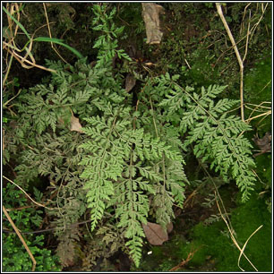 Diaphanous Bladder-fern, Cystopteris diaphana