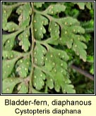 bladder-fern,diaphanous