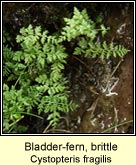 bladder-fern, brittle